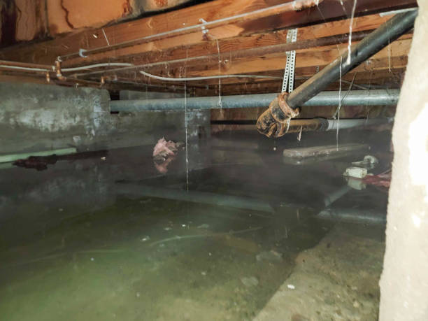 Best Water damage contractors near me  in Tok, AK