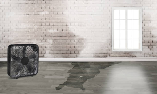 Best Water damage contractors near me  in Tok, AK